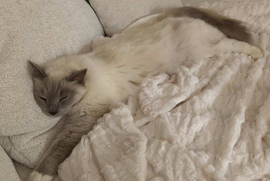Disappearance alert Cat  Male , 4 years Paray-Douaville France