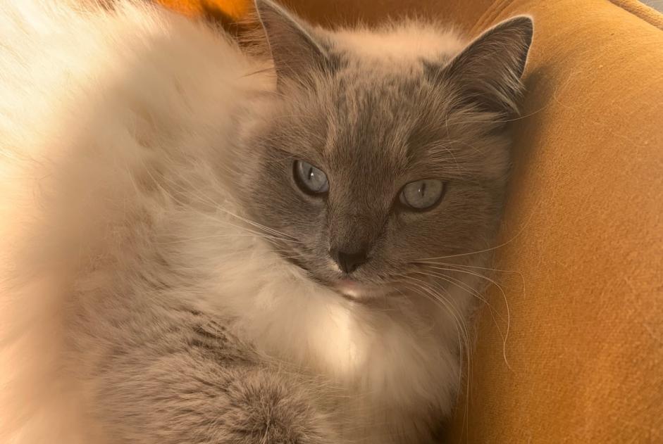 Disappearance alert Cat  Male , 4 years Paray-Douaville France