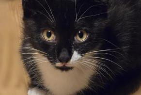 Discovery alert Cat Female Blanquefort France