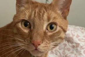 Disappearance alert Cat  Male , 7 years Paris France
