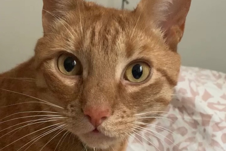 Disappearance alert Cat  Male , 7 years Paris France
