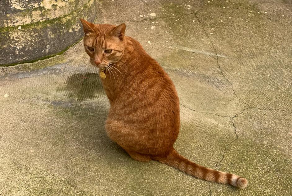 Disappearance alert Cat  Male , 7 years Paris France
