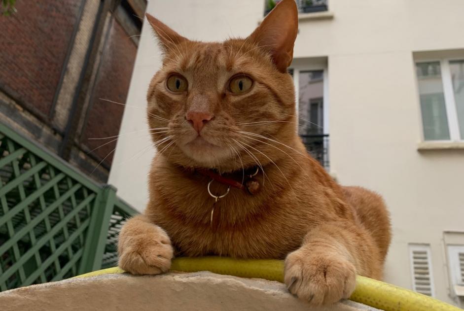 Disappearance alert Cat  Male , 7 years Paris France