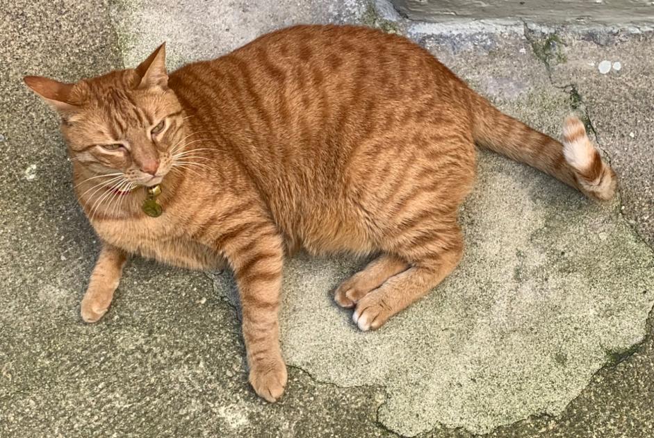 Disappearance alert Cat  Male , 7 years Paris France
