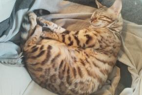 Disappearance alert Cat  Female , 4 years Esbly France
