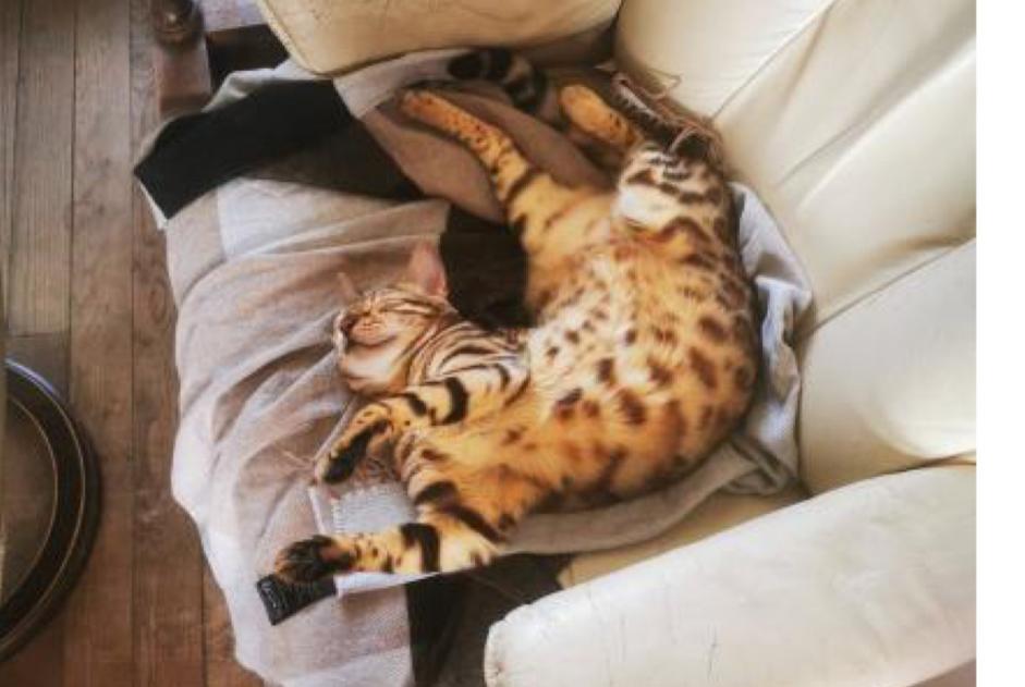 Disappearance alert Cat  Female , 4 years Esbly France