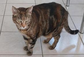 Disappearance alert Cat miscegenation  Female , 11 years Mondeville France