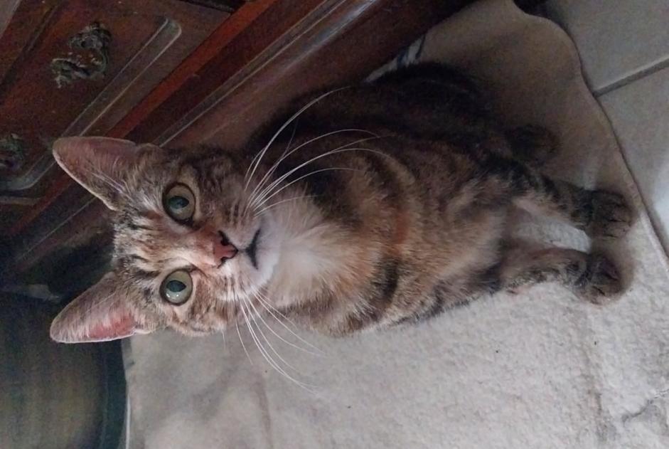 Disappearance alert Cat miscegenation  Female , 11 years Mondeville France