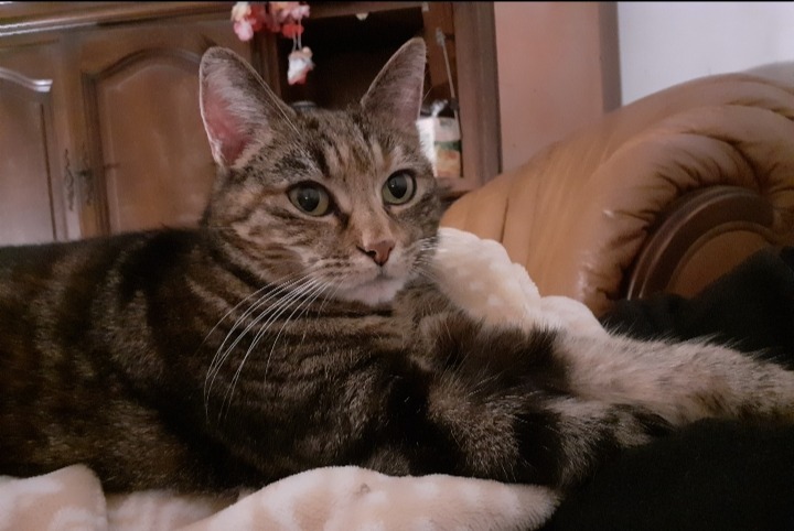 Disappearance alert Cat miscegenation  Female , 11 years Mondeville France