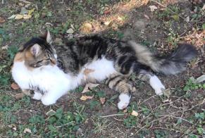 Disappearance alert Cat miscegenation  Male , 2 years Cheny France