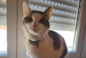 Disappearance alert Cat  Male , 2 years Maizières-lès-Metz France