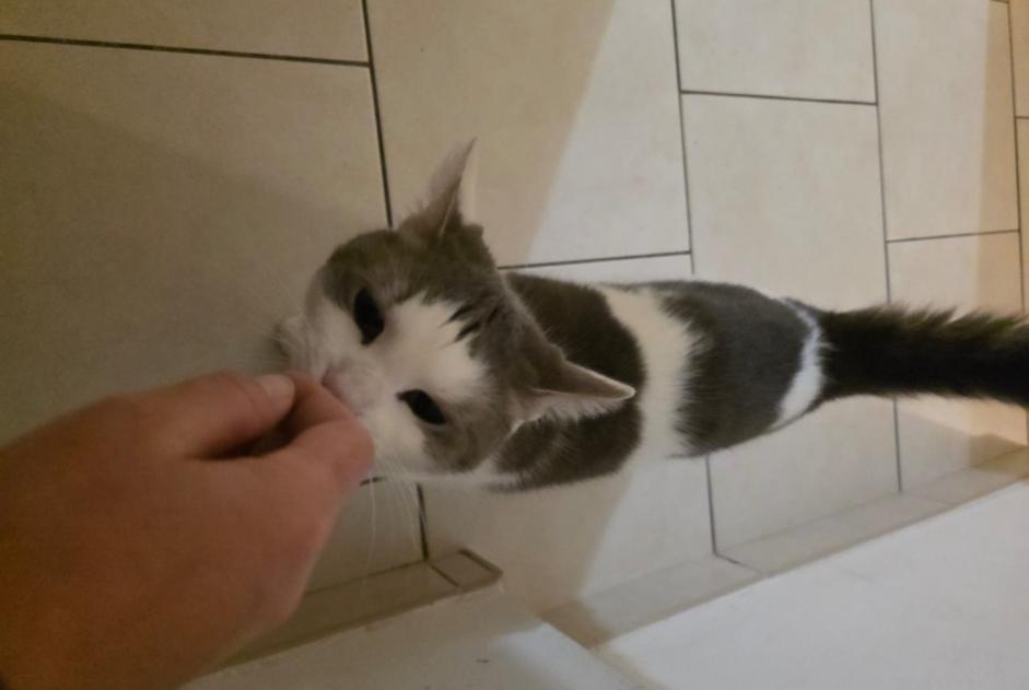 Disappearance alert Cat  Male , 2 years Maizières-lès-Metz France