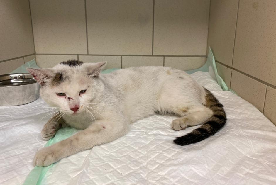 Discovery alert Cat Male Gemeaux France