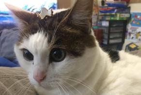 Disappearance alert Cat  Female , 16 years Avon France