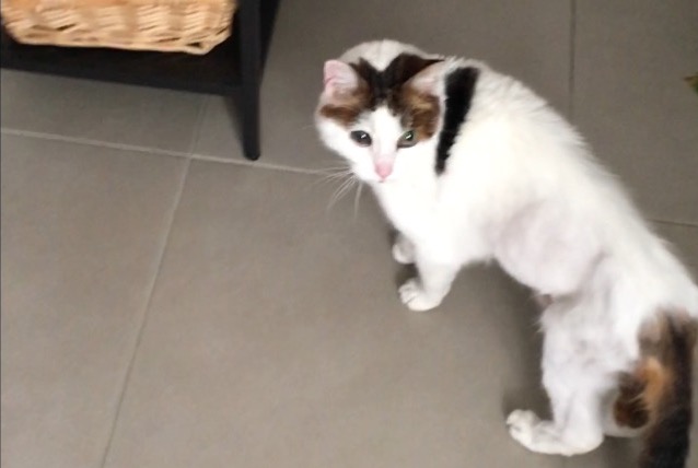 Disappearance alert Cat  Female , 16 years Avon France