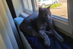Disappearance alert Cat Female , 1 years Strasbourg France