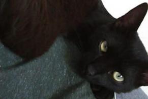 Disappearance alert Cat Male , 7 years Orange France