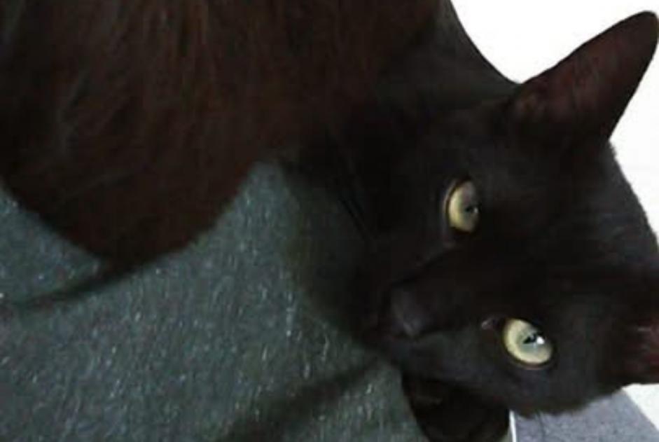 Disappearance alert Cat Male , 7 years Orange France