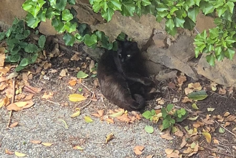 Disappearance alert Cat Male , 7 years Orange France