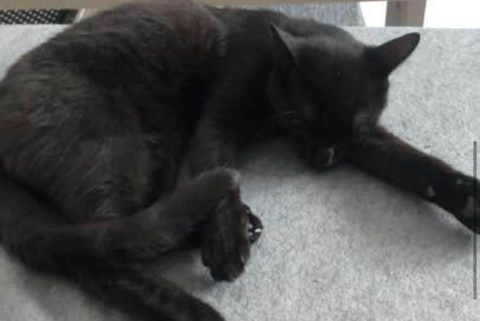Disappearance alert Cat Male , 7 years Orange France