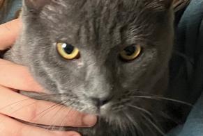 Disappearance alert Cat Male , 2 years Champlan France