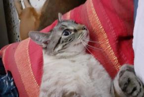Disappearance alert Cat  Male , 6 years Dunkerque France