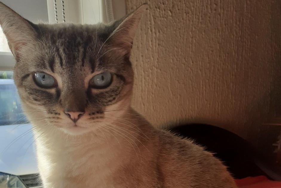 Disappearance alert Cat  Male , 6 years Dunkerque France