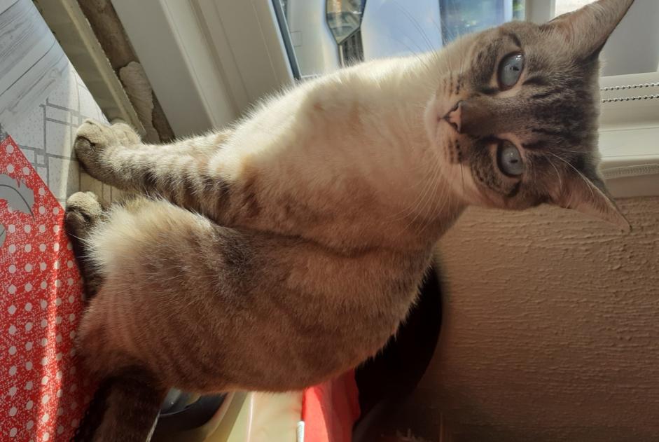 Disappearance alert Cat  Male , 6 years Dunkerque France