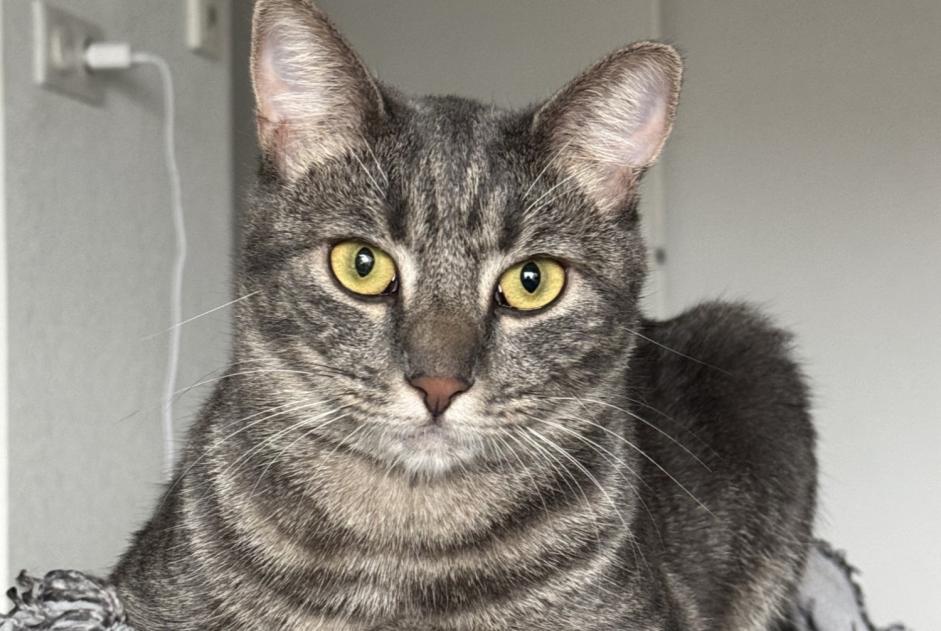 Disappearance alert Cat Female , 2 years Nice France
