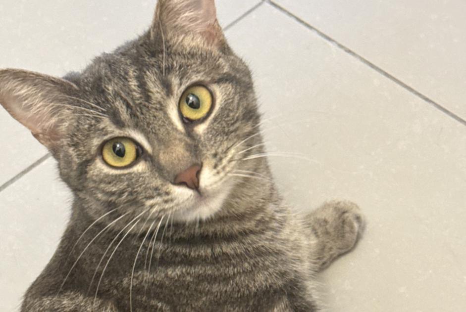 Disappearance alert Cat Female , 2 years Nice France
