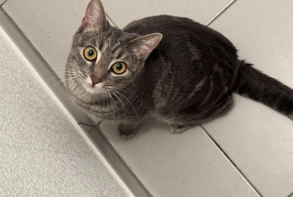 Disappearance alert Cat Female , 2 years Nice France