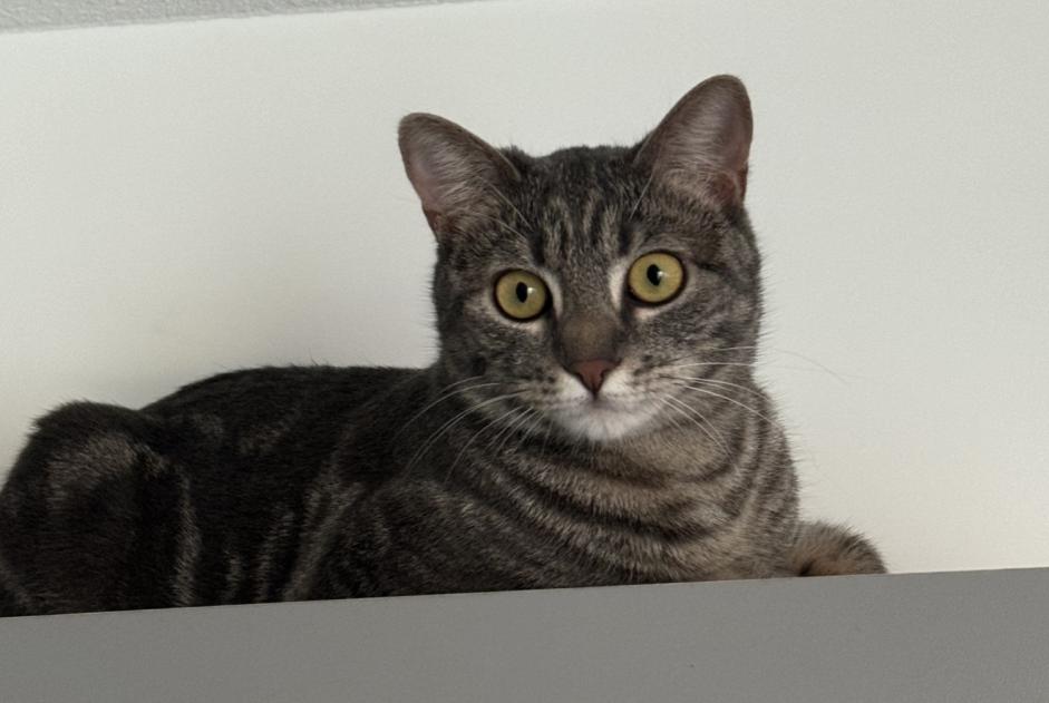 Disappearance alert Cat Female , 2 years Nice France