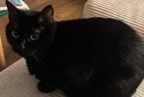 Disappearance alert Cat Female , 5 years Rennes France
