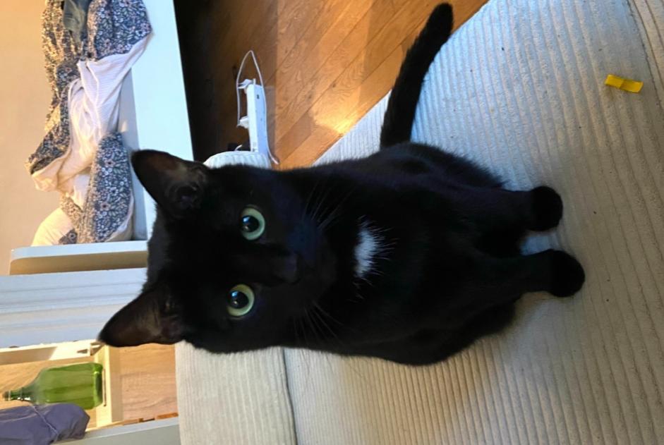 Disappearance alert Cat Female , 5 years Rennes France
