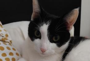 Disappearance alert Cat miscegenation  Female , 1 years Avernes France