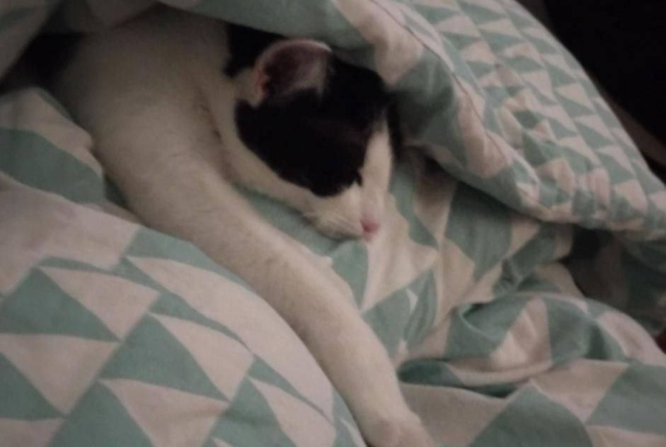 Disappearance alert Cat miscegenation  Female , 1 years Avernes France