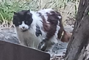 Discovery alert Cat Unknown Saint-Jean-du-Falga France