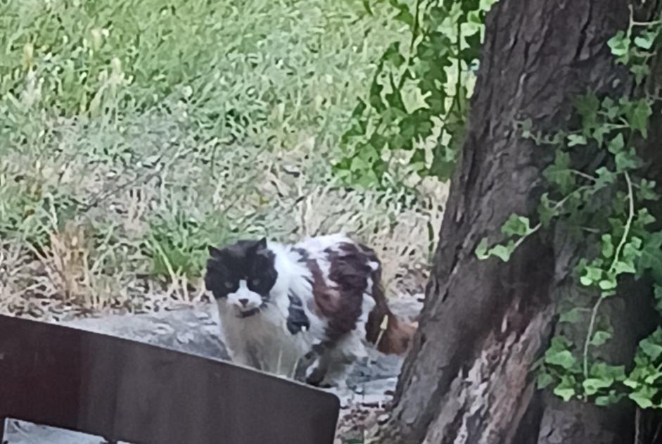 Discovery alert Cat Unknown Saint-Jean-du-Falga France