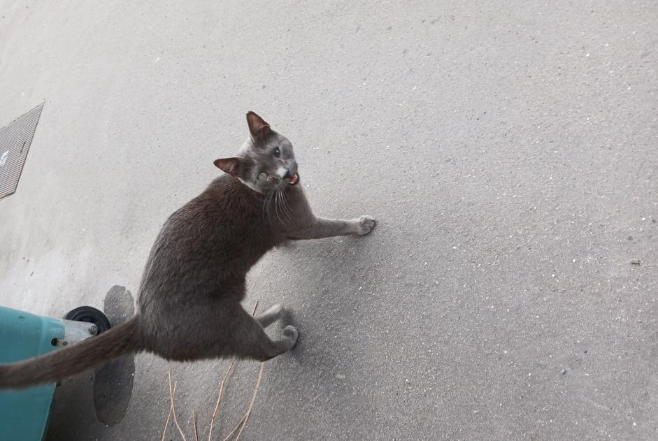 Discovery alert Cat Male Maxéville France