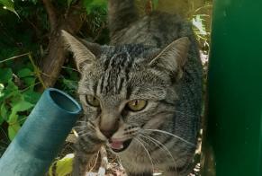 Discovery alert Cat  Female Fleury-les-Aubrais France