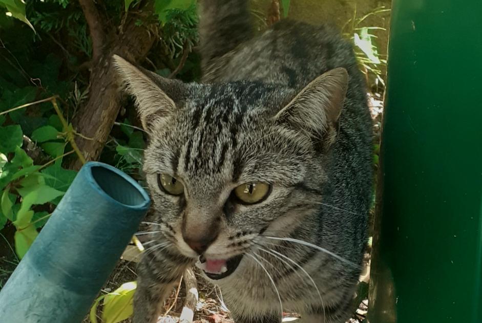 Discovery alert Cat  Female Fleury-les-Aubrais France