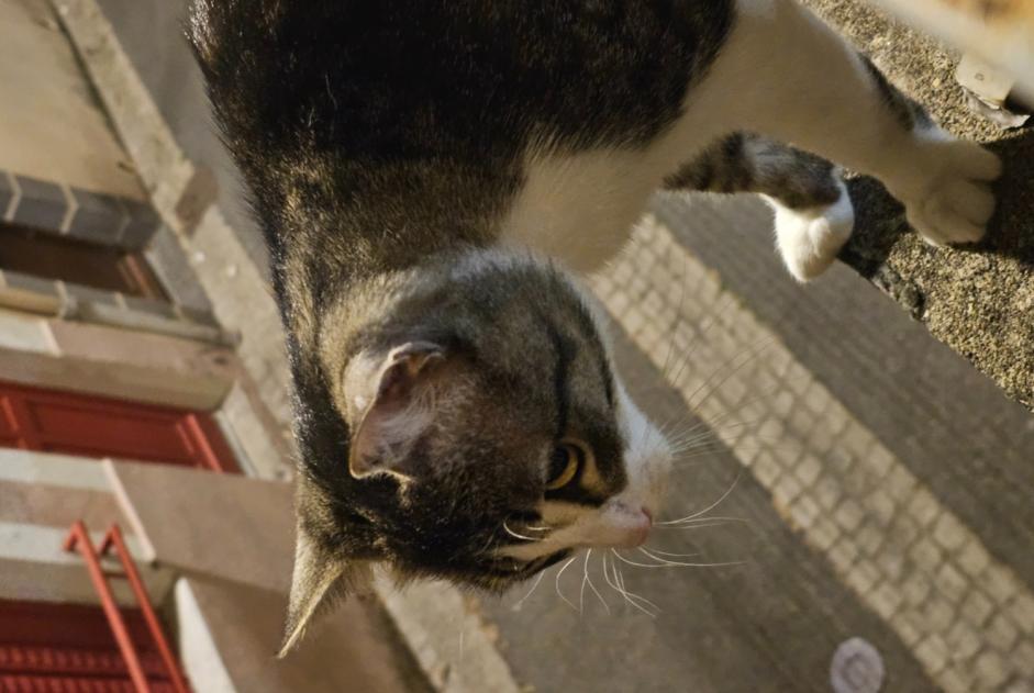 Disappearance alert Cat Male , 1 years Clermont-Ferrand France