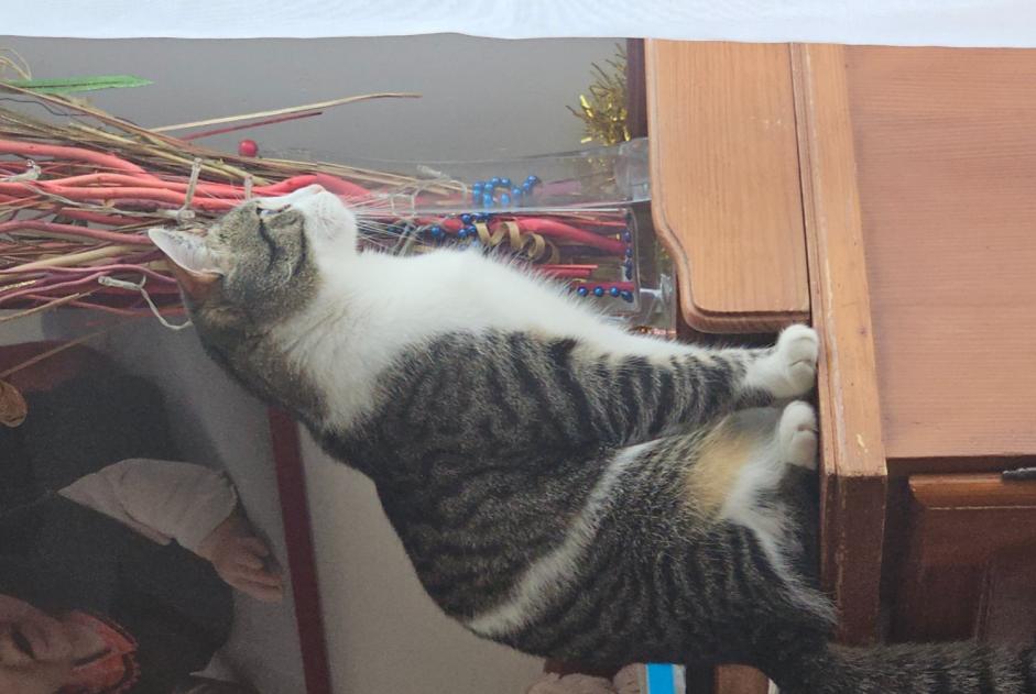 Disappearance alert Cat Male , 1 years Clermont-Ferrand France