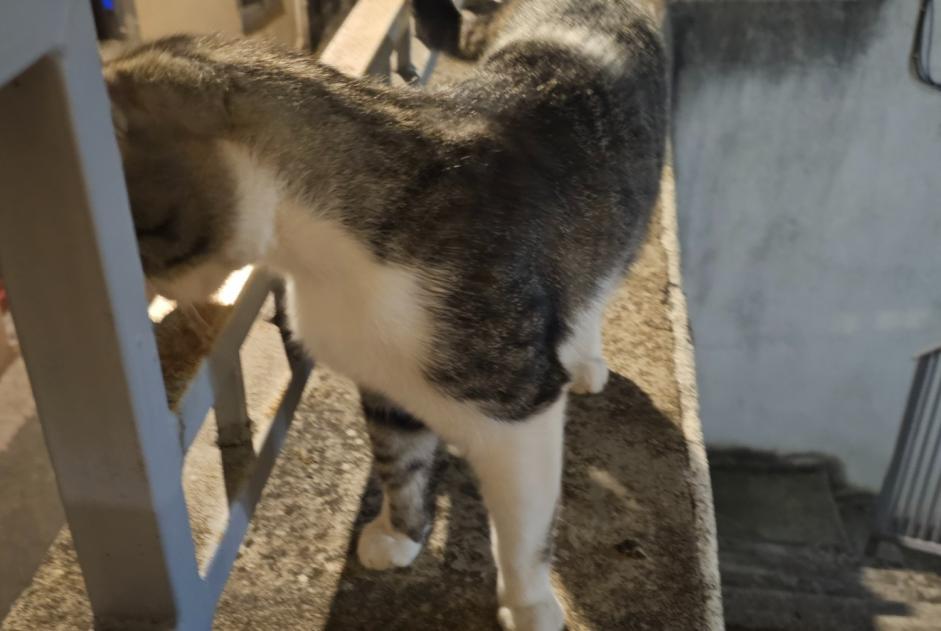 Disappearance alert Cat Male , 1 years Clermont-Ferrand France