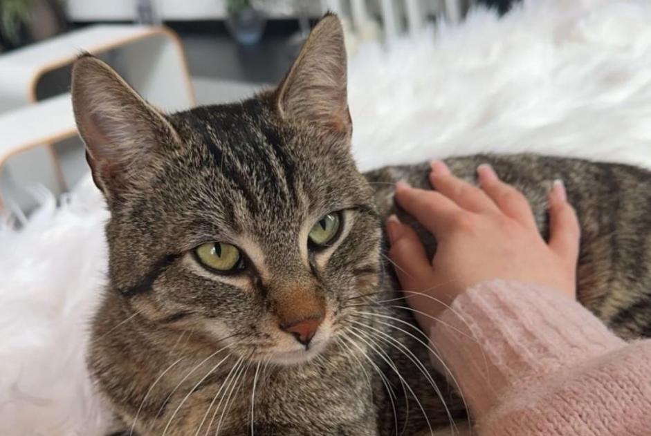Disappearance alert Cat  Male , 3 years Authume France