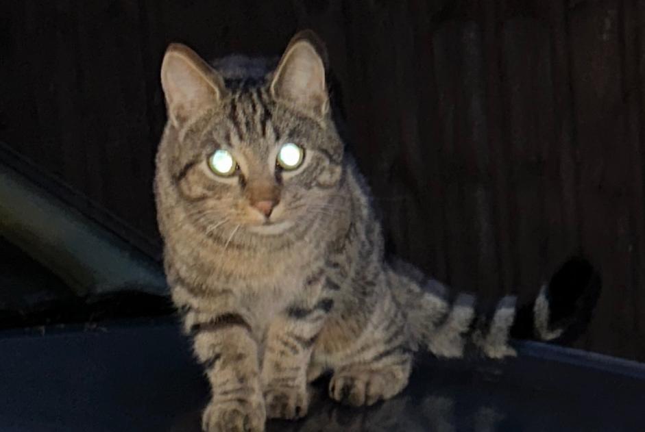 Disappearance alert Cat  Male , 3 years Authume France
