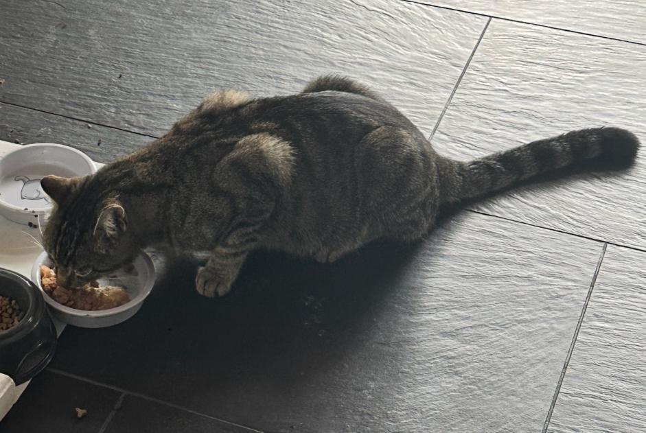 Disappearance alert Cat  Male , 3 years Authume France