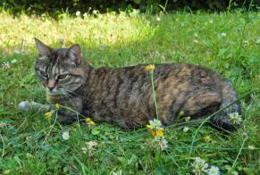 Disappearance alert Cat  Female , 6 years Mortagne-au-Perche France