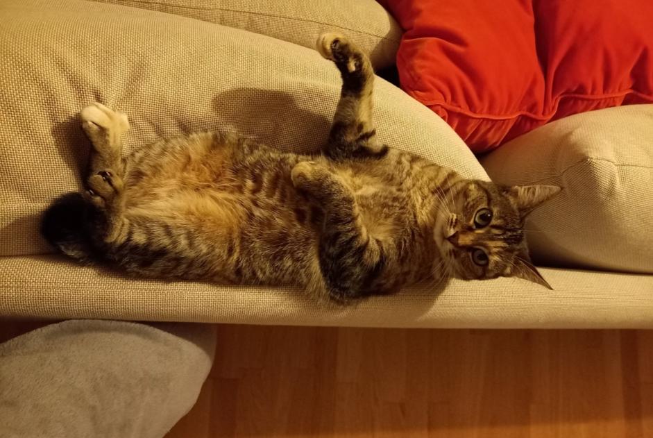 Disappearance alert Cat  Female , 6 years Mortagne-au-Perche France