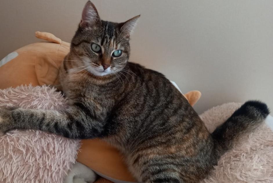 Disappearance alert Cat  Female , 6 years Mortagne-au-Perche France